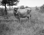 Outstanding Jersey cow Maid Pogis Dorthea