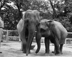 Queen Tut and Sugar, two elephants at Forest Park Zoo
