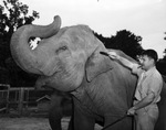 Queen Tut, elephant being groomed at Forest Park Zoo