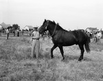 Fisher County's Jack and Stallion Show, Rotan, Texas