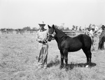 Fisher County's Jack and Stallion Show, Rotan, Texas