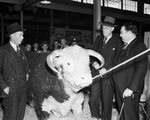 Arkansas delegation at Fort Worth's Southwestern Exposition and Fat Stock Show by Ron Heflin