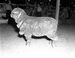 At Fort Worth Southwestern Exhibition and Fat Stock Show, champion ewe lamb, a Rambouillet owned by Hade Brothers of Sterling City