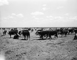 Matlock Ranch Company near Dalhart, Texas; heifer cattle in feedlots grazing on Sudan grass by Frank Reeves Sr.