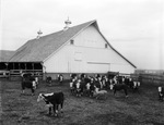 Calves from the Hess Ranch near Marfa, Texas by Frank Reeves Sr.