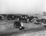 Cattle from the S. M. S. Ranch near Stamford, Texas by Frank Reeves Sr.
