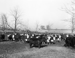 Cattle from the S. M. S. Ranch near Stamford, Texas by Frank Reeves Sr.