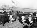 Cattle from the S. M. S. Ranch near Stamford, Texas by Frank Reeves Sr.