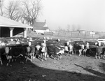 Cattle from the S. M. S. Ranch near Stamford, Texas by Frank Reeves Sr.