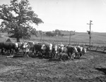 T. C. Mitchell cattle by Frank Reeves Sr.