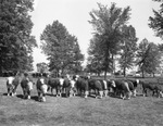 Joe Hamm cattle by Frank Reeves Sr.