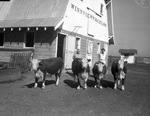 E. L. Gwinn feedlots by Frank Reeves Sr.