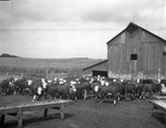 Frank Norrish feedlots by Frank Reeves Sr.