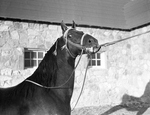 "Burger Boo's Dream," horse owned by James M. North Junior