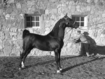 "Burger Boo's Dream," horse owned by James M. North Junior