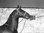 "Burger Boo's Dream," horse owned by James M. North Junior