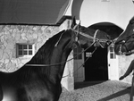 "Burger Boo's Dream," horse owned by James M. North Junior