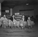Houston Livestock Show by Frank Reeves Sr.