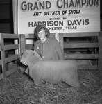 Houston Livestock Show by Frank Reeves Sr.