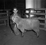 Houston Livestock Show by Frank Reeves Sr.