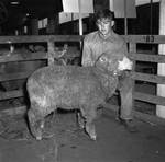 Houston Livestock Show by Frank Reeves Sr.