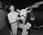 Milton Eckert with champion Hereford