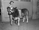 Charles Napier with champion Shorthorn