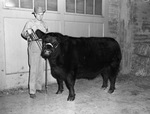 Coder Hamilton with champion Aberdeen-Angus