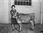 Mrs. John B. Collier Junior with Jersey heifer