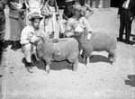 Sand Hills Hereford Show at Odessa, Texas