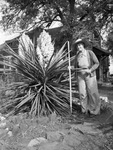 Mrs. O. L. Morey stands beside her living Easter bouquet, commonly known as the giant dagger