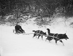 Nellie Warner riding on a dog sled
