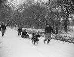 Nellie Warner riding on a dog sled