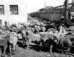 Ewes and bucks on the Fort Worth market