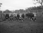 Cattle on the Libb Wallace Ranch, Sonora, Texas