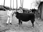 John Sedwick with his champion baby beef; Shackelford County Club Show