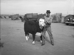 Henry Moateswith his champion calf by Frank Reeves Sr.