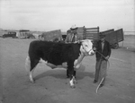 James Edward Coates with his prize winning calf by Frank Reeves Sr.