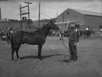 Jack Shisler with his first prize stallion by Frank Reeves Sr.