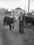 Kenneth Johnston with his calf by Frank Reeves Sr.
