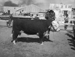 First prize senior bull. Lon Roberts is at the halter by Frank Reeves Sr.