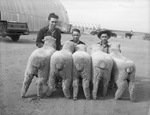 Group of first prize lambs; the boys are, Jim Bob Clark, Fred Mitchell and Woodrow Mills by Frank Reeves Sr.