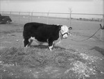 Grand champion calf exhibited by Kenneth Lewis by Frank Reeves Sr.
