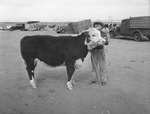 Delbert Simpson, Howard County 4-H Club boy with his prize winning calf by Frank Reeves Sr.