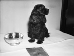 "Shandwick Wendy", Fred Crusemen's black cocker spaniel