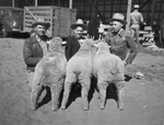 J. T. Dameron of Rankin and his two sons, Clayton and Taylor with their lambs by Frank Reeves Sr.