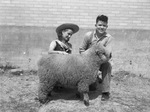 Jane Knippa of the stock show office looking at lamb, exhibited by Billy Rutherford of Decatur, Texas by Frank Reeves Sr.