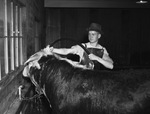 Glenn Hilton, of Gladwater, Texas giving bath to Hereford Bull