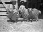 Texas Angora Goat Raisers Association by Frank Reeves Sr.