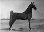 "Bugger Boo's Dream" stallion by John Horst